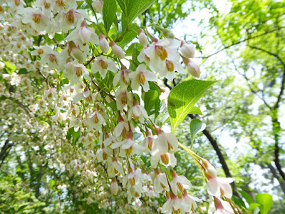 京都御苑 エゴノキの花