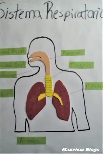 como elaborar una maqueta del sistema respiratorio