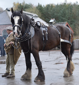 A Bus Trip to the Horses at War Event at Beamish - Shire Horse at the Colliery