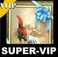 Koleksi Ayam  Bangkok Thailand Birma  Jepang Super VIP 