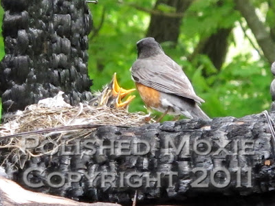 Picture of robin's nest with mama robin checking on three hungry babies