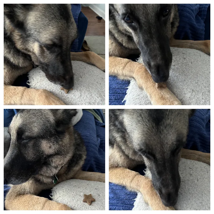 Finn eating peanut butter cookie dog treats