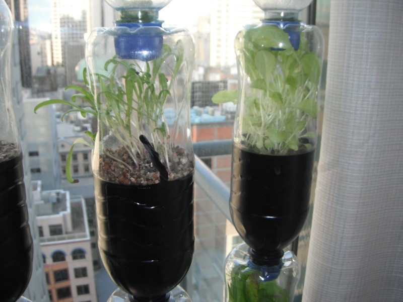spinach about 3 weeks and lettuce about 5 weeks spinach about 3 weeks and lettuce about 5 weeks
