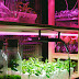 Learn and Grow: A Simple Way to Start Organic Farming & Urban Agriculture