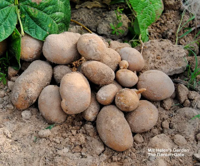 Roasted Potatoes With 7 Season Recipes at Miz Helen's Country Cottage