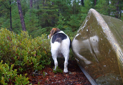 Mungo Says Bah! Bushcraft, Camping, Nature, Canoeing, Alqonquin Park