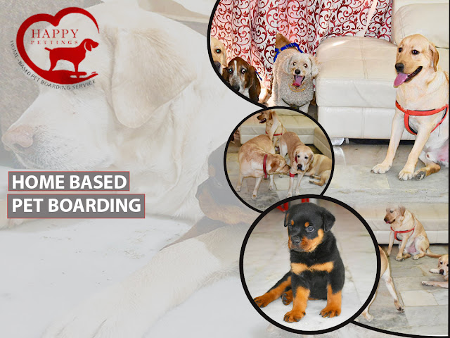 Home-based pet boarding in Noida