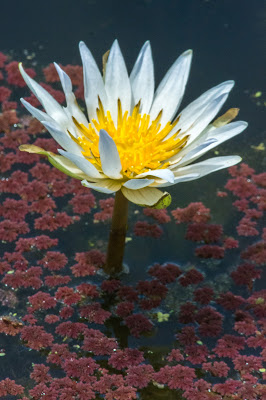 Water Lily, Brazoria NWR