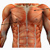 Chest exercises .. by saraxarin
