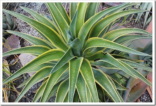 110519_hail_damage_agave_desmettiana_variegata_01