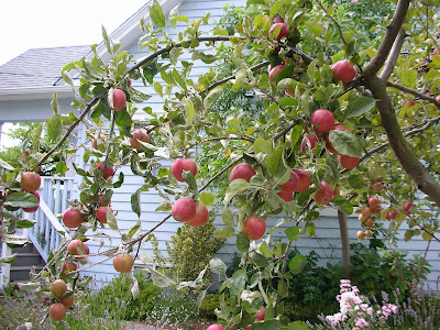 Apple tree in Maple Leaf area of Seattle, photo by Ceremona