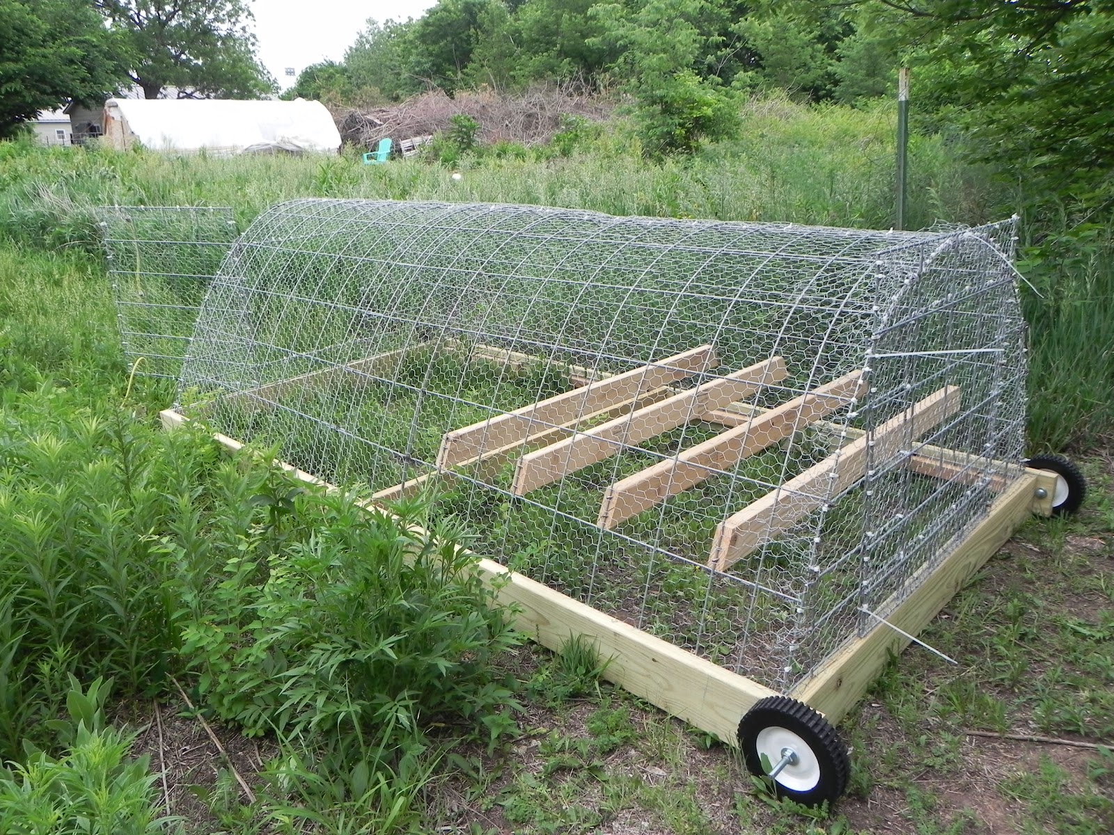 Curious Naturalist: The Chicken Tractor