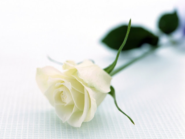 white rose most beautiful