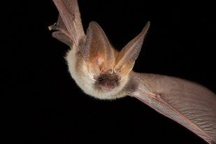 Brown long eared bat, bats in flight, high speed photography