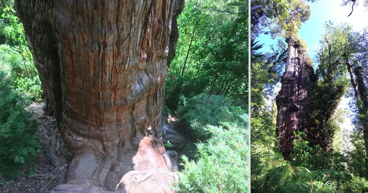 Chile Might Be Home To The World's Oldest Tree, According To Study