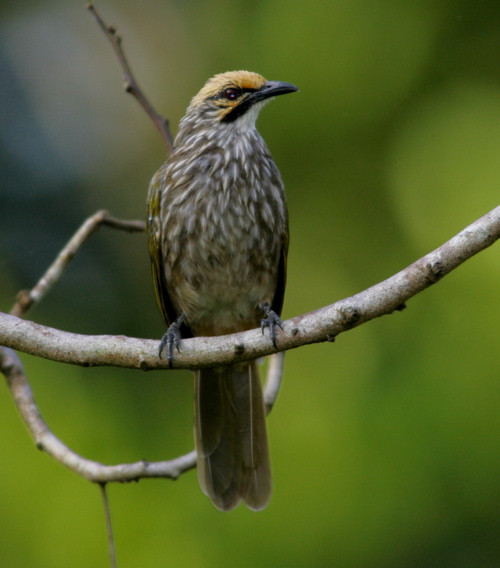 CARA PERAWATAN BURUNG CUCAK ROWO ~ Gembala News