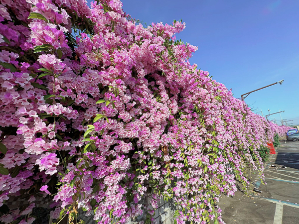 台中果菜市場蒜香藤花牆綿延上百公尺粉紫色花瀑，買菜還能拍美照