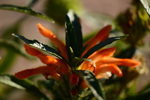 leonotis, lions tail, small sunny garden, amy myers, photography, desert garden