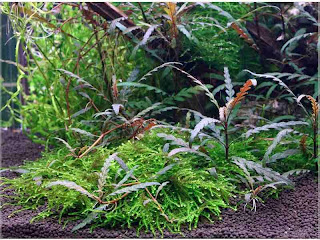 gambar-Hygrophila-Pinnatifida-tanaman-stem-aquascape