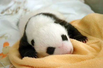 Baby pandas, born ,very small, 