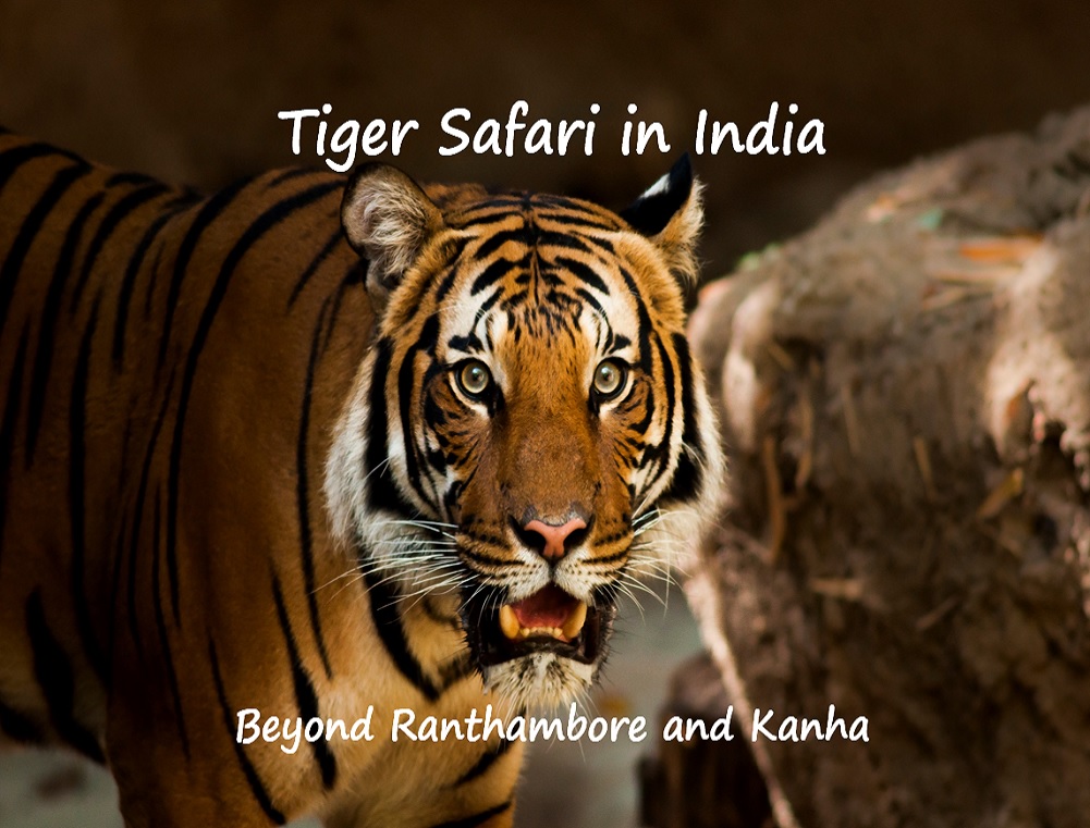 Interesting Facts about the Majestic Royal Bengal Tigers at the Tadoba Tiger  Reserve