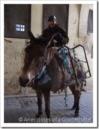 Donkey!