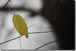IMG_2581