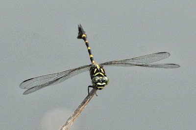 Ictinogomphus decoratus