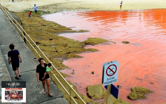 Praias de Sydney fecharam por motivo de algas transformarem o mar em vermelho como sangue - Outra anomalia dessas em menos de 1 mês 