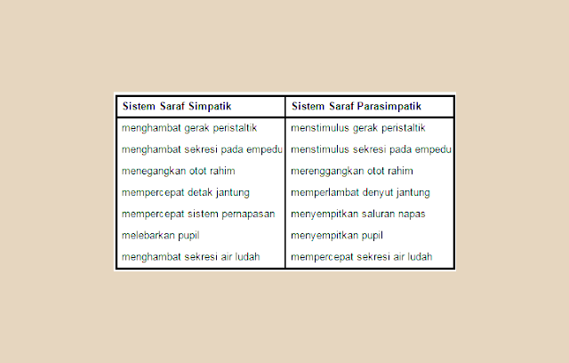 Fungsi Saraf SImpatis, FUngsi Saraf Parasimpatis, Perbedaan Saraf Simpatis dan Parasimpatis