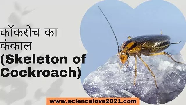 कॉकरोच का कंकाल (Skeleton of Cockroach)|hindi