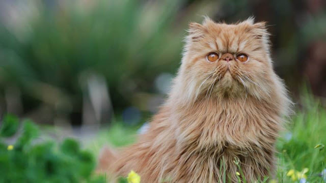 Persian cat