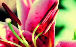 red beauty flowers in hd