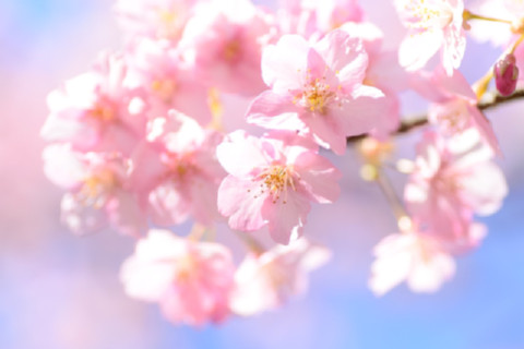 landscape-plant-natural-flowers