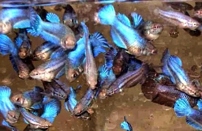 budidaya ikan cupan aduan, cara budidaya ikan cupan, harga ikan cupan hias, ikan cupan hias termahal, jenis ikan cupan hias, makanan ikan cupan, Cupan, 