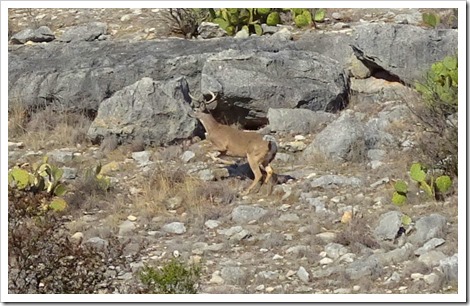 deer