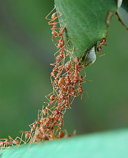 ants hormigas cooperacion altruismo filosofia biologia