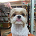 Love dogs? Round and circle-face shape dogs are now the new thing in Taiwan!