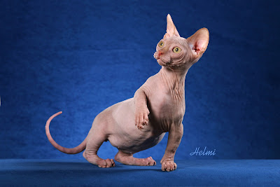 Sphynx