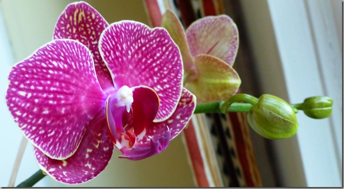 orchids 019