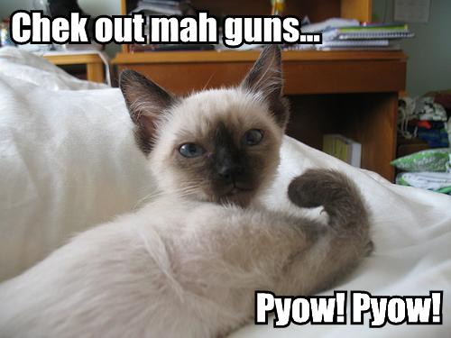 pictures of cats with guns. Funny Cats and Dogs with Guns