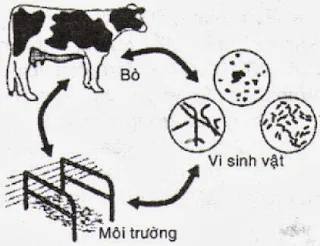 Vòng lây nhiễm bệnh trên bò.