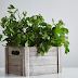 Beyond Basil and Mint: Uncommon Herbs for Your Indoor Garden