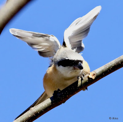 "Long-tailed Shrike - Lanius schach, spreading his wings."