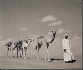 رواحل