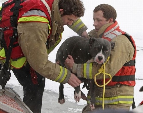 amazing animal rescue pictures