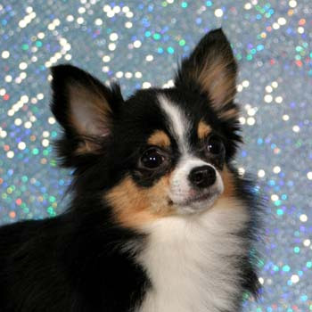 long haired chihuahua puppy. Cute tri-color long haired