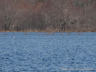 Bufflehead