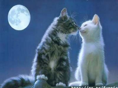 cat wallpapers. Kissing Cat Wallpapers