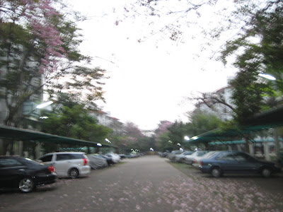 A truckload of Sakura flowers collected straight from the tree at the 